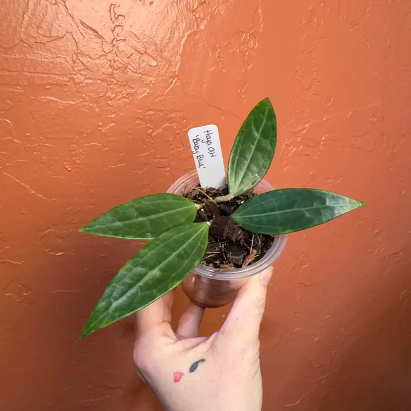 Hoya AH ‘Baby Blue’ (grower’s choice)