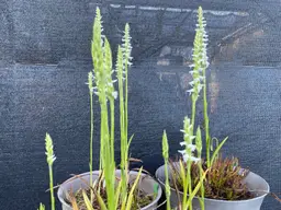 Spiranthes cernua
