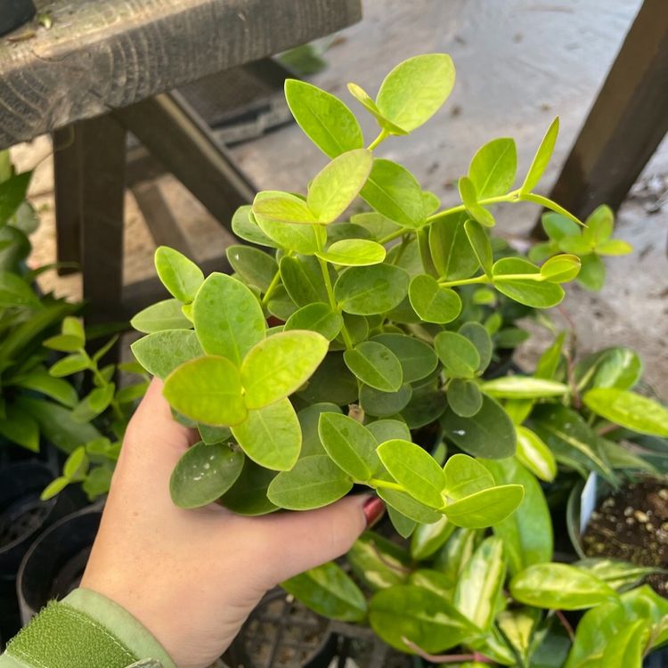 Hoya