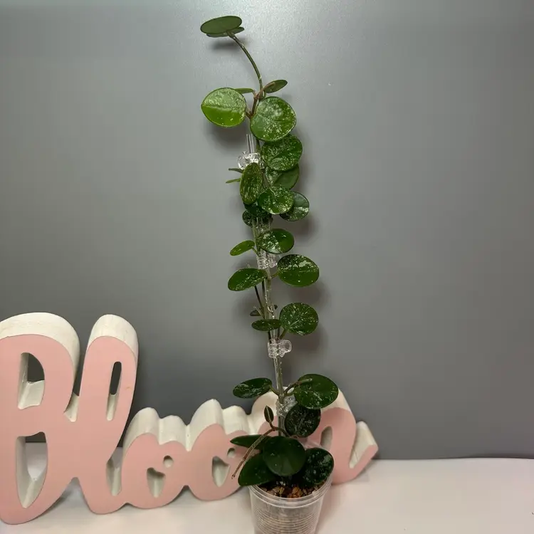 80 Mathilde (splash)