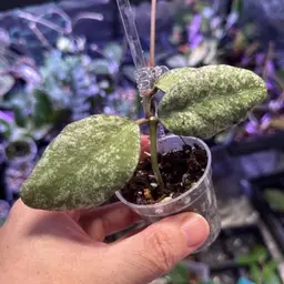 Hoya Waymaniae Cloudy Sky With Long Peduncle