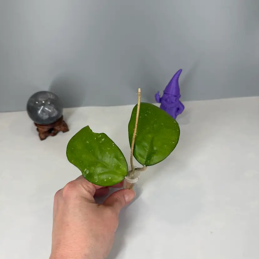 T32 RHM24114 (AH ‘Ceereen’ x Unk) Rooted Cutting