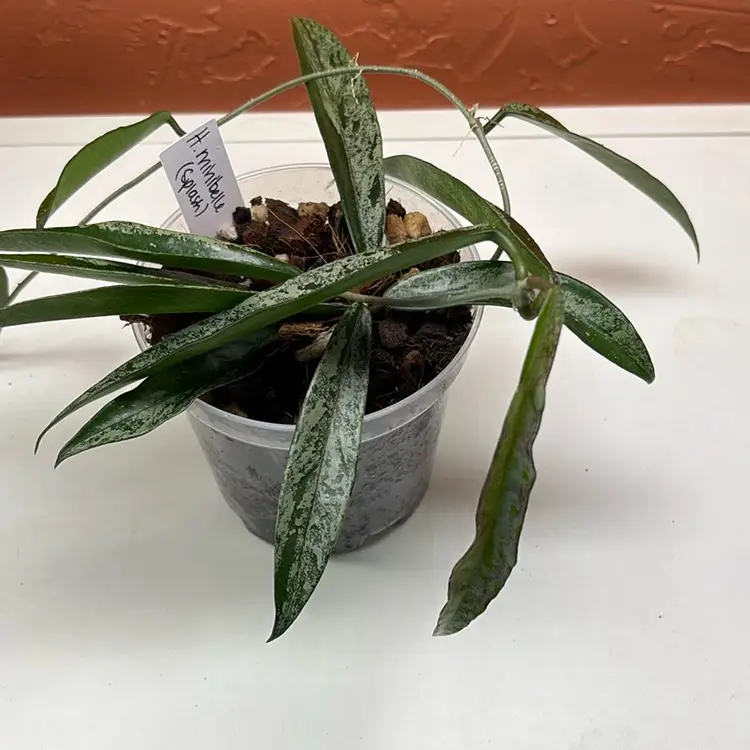 Hoya ‘minibelle’ (splash)