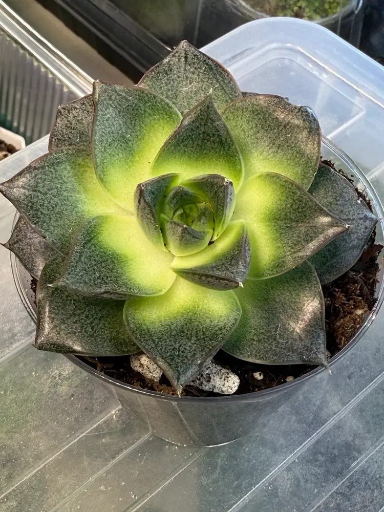 Echeveria Dionysos