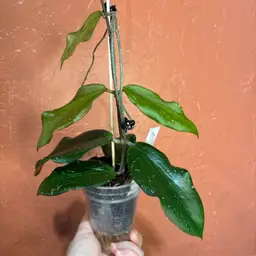 Hoya MB 1291 ‘Annakey’ (nicholsoniae x erythrina)