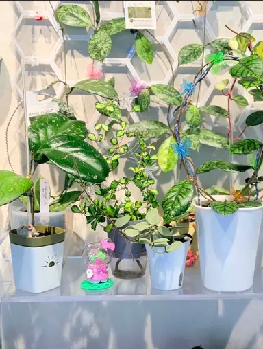 🌱 First Live Show! Hoya Debut Special ✨