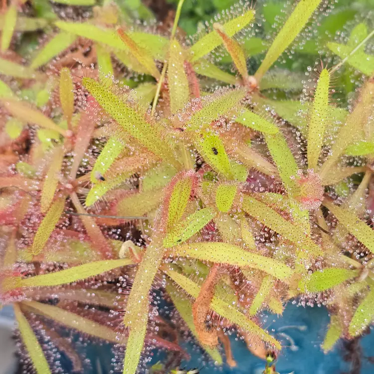 Drosera adelae