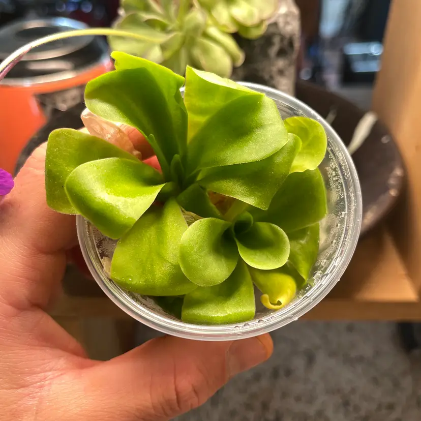 Pinguicula agnata "El Lobo" - Tissue Culture, Small (5.5oz) Flask