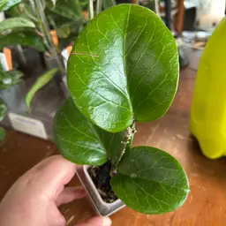 Hoya ‘Rhiannon’