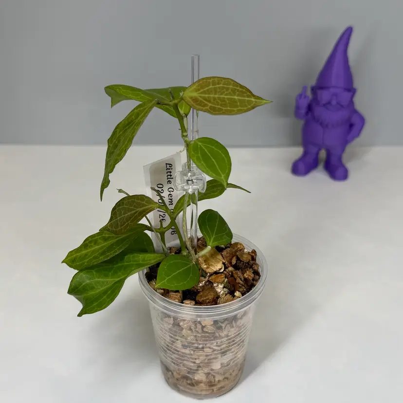 I51 Little Gem GN-06 (Salmonea x suspected sp. UT-039 (Flores Island))