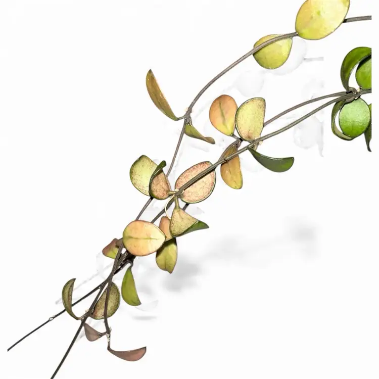 sp. Kalimantan mini coin variegated