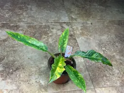 Philodendron ‘Ring of Fire’