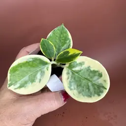 Hoya Australis albomarginata