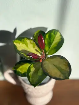 Hoya australis ‘Lisa’ [B]