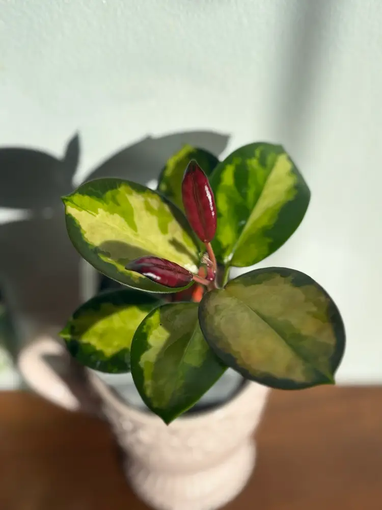 Hoya australis ‘Lisa’ [B]