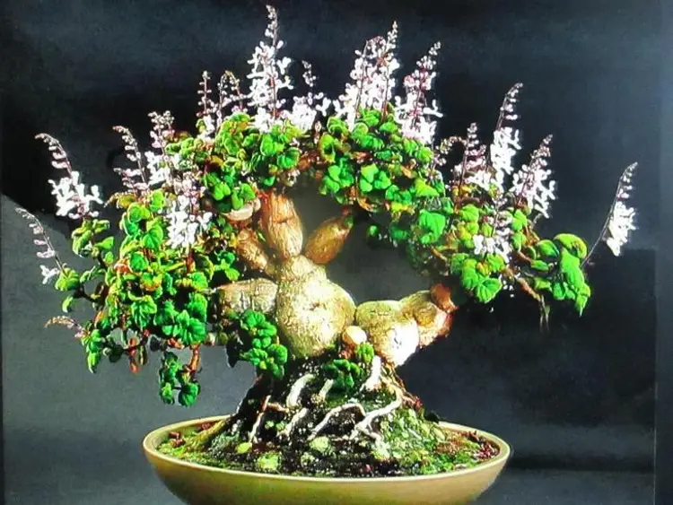 Plectranthus ernestii