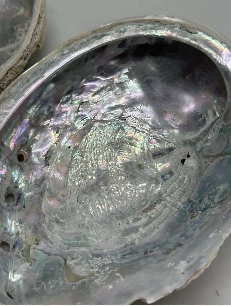 Abalone Shells 2 Sea Shell Décor Craft Natural Large