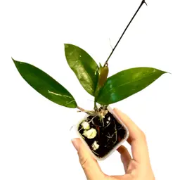 neo ebudica x darwinii red