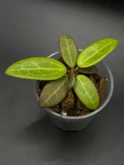 **SEEDLING** Hoya MV2507 KZ-03 (Ovalifolia x Unk)