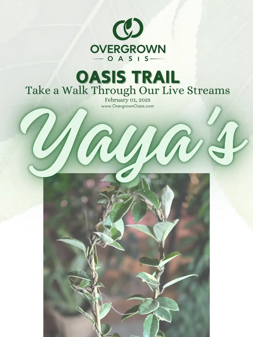 Livestream thumbnail