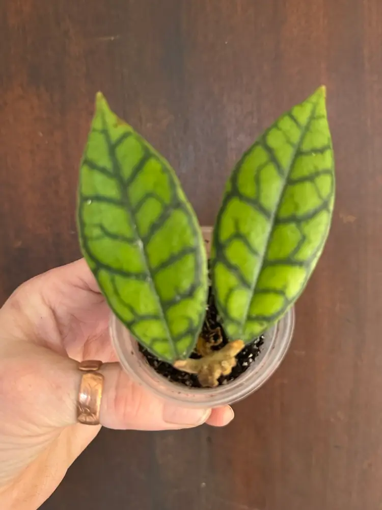 Hoya callistophylla rooted plant! 2 inch pot