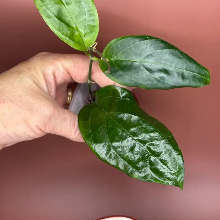 #01 - MB ‘Surisa’. . (nicholsoniae and H. 'Golden Eye')