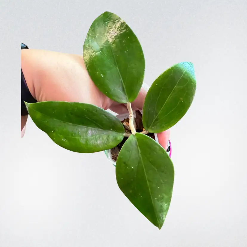Hoya 'Dossy' (MB-1219)