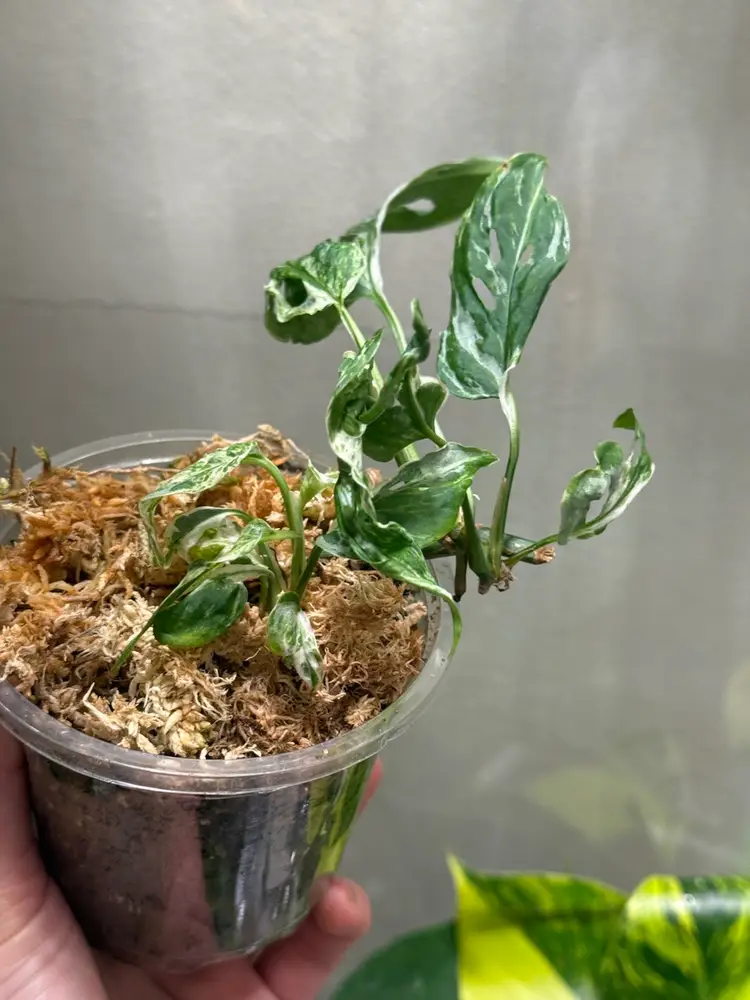 Monstera Laniata Mint Mottled