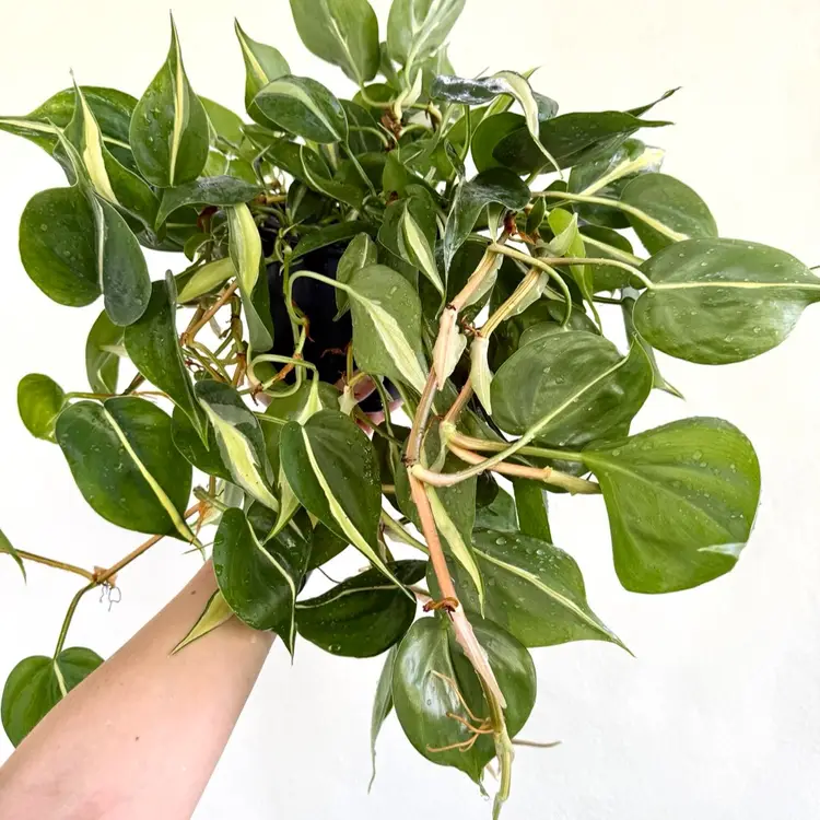 6” Philodendron ‘Cream Splash’