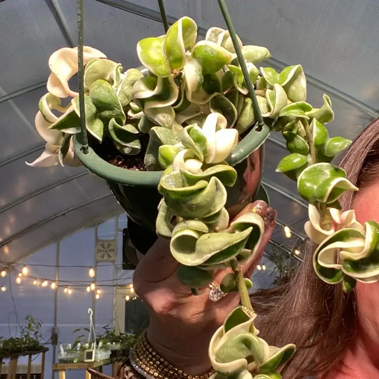 Hoya Variegated Compacta HB