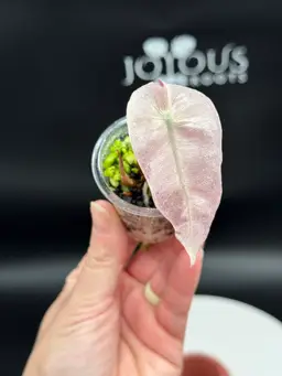 Alocasia Pink Mint Polly