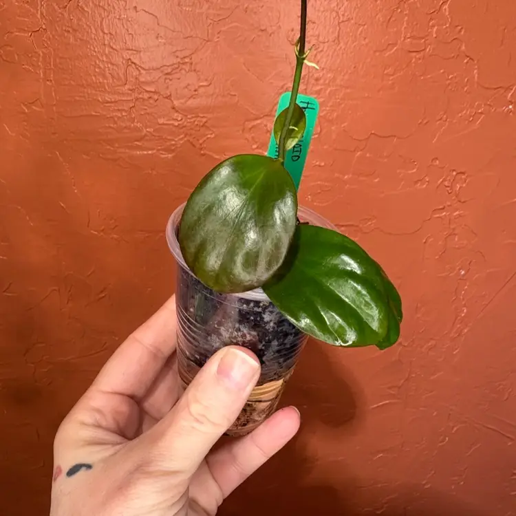 Hoya NOID (clamshell)