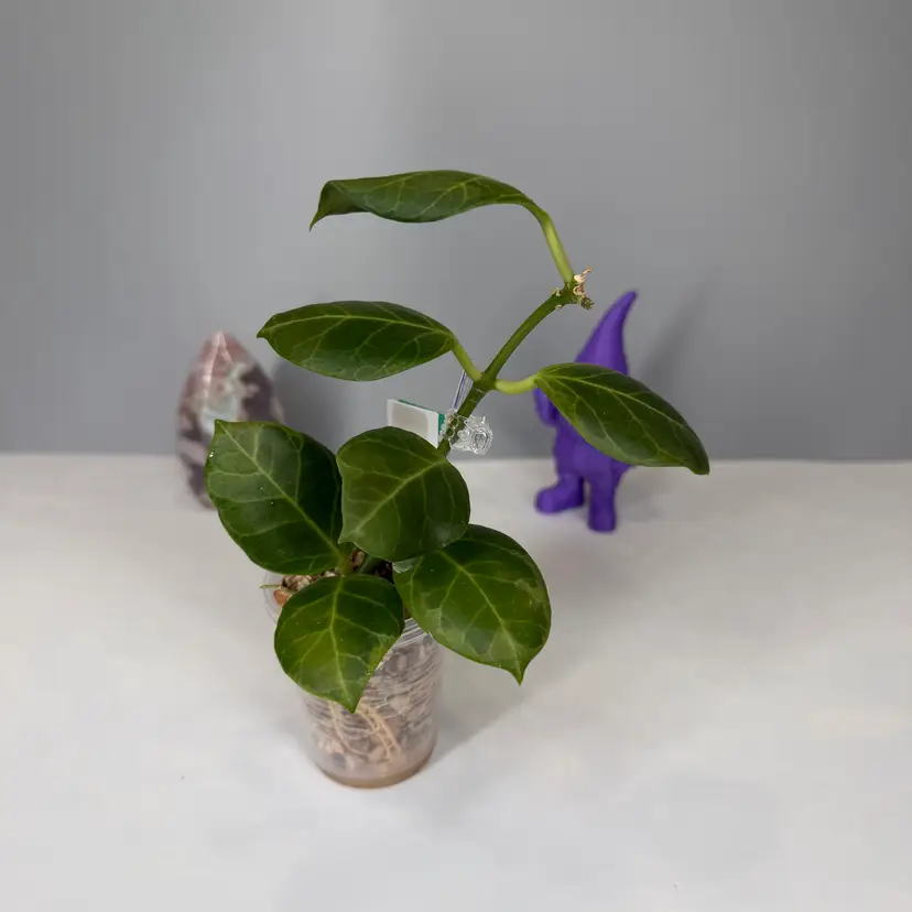 20 Obscura (Outer Variegated)