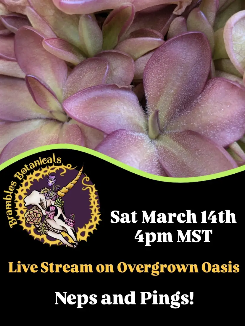 Livestream thumbnail