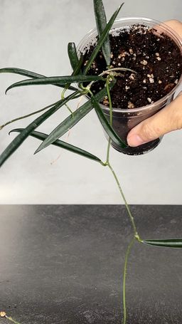 Hoya Shepherdii