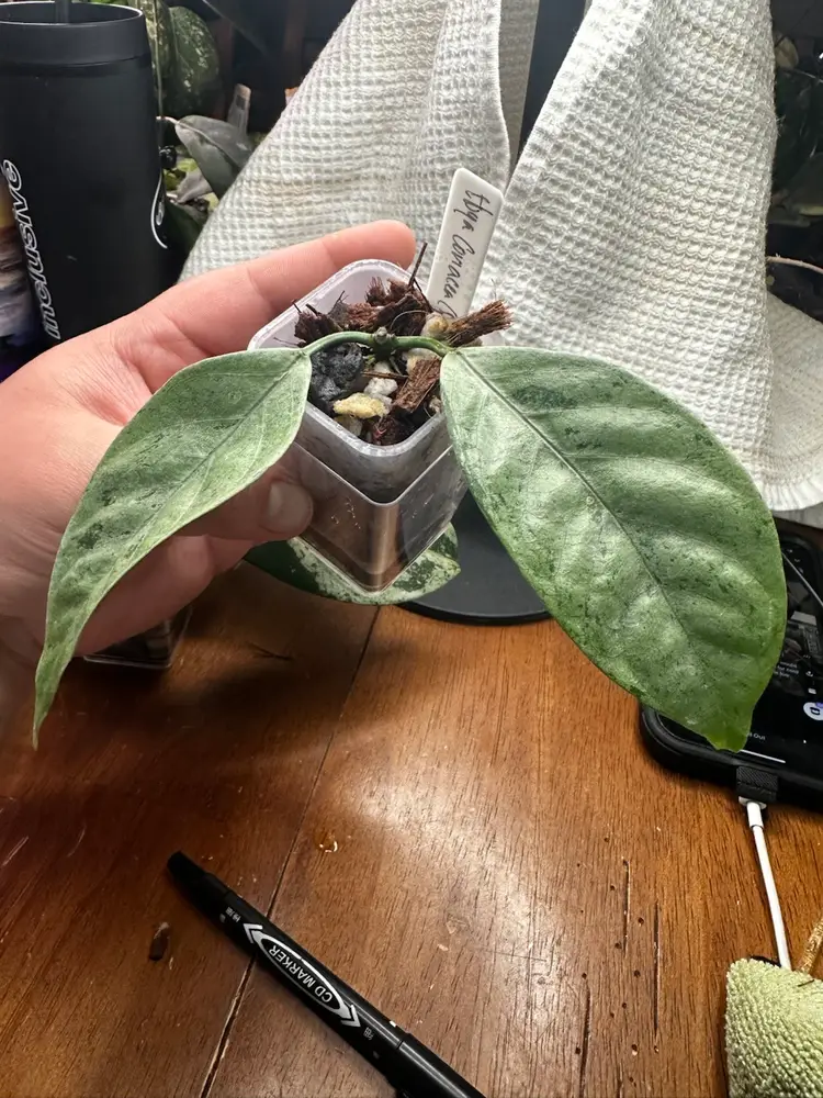 Hoya Coriacea (silver)