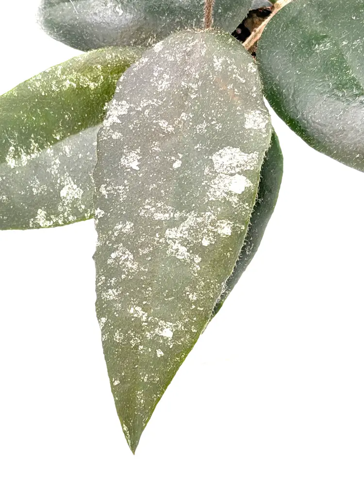 Hoya caudata sumatra