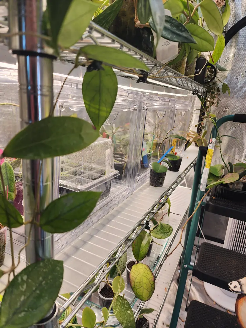 Livestream thumbnail