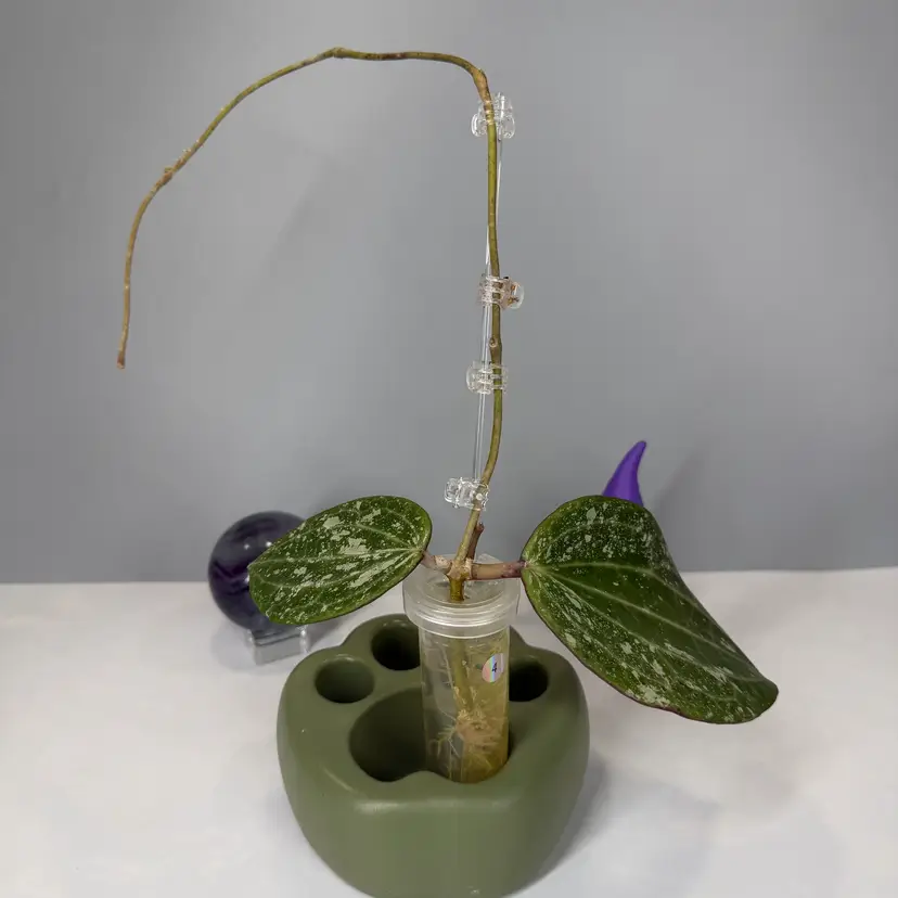 T04 Latifolia MRH (low splash) Rooted Cutting