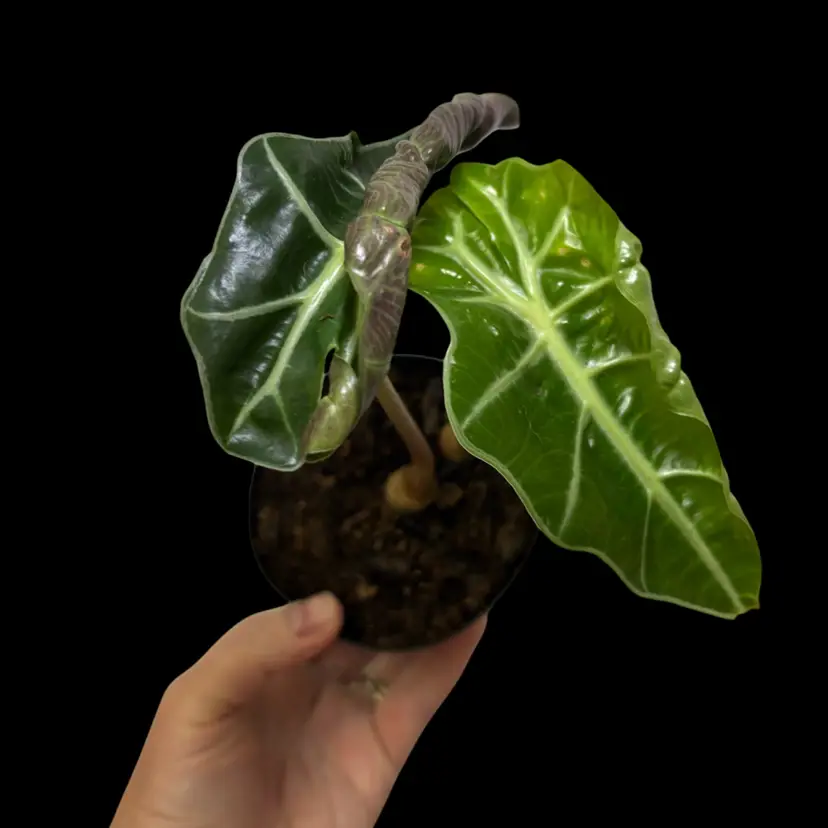 Alocasia Polly