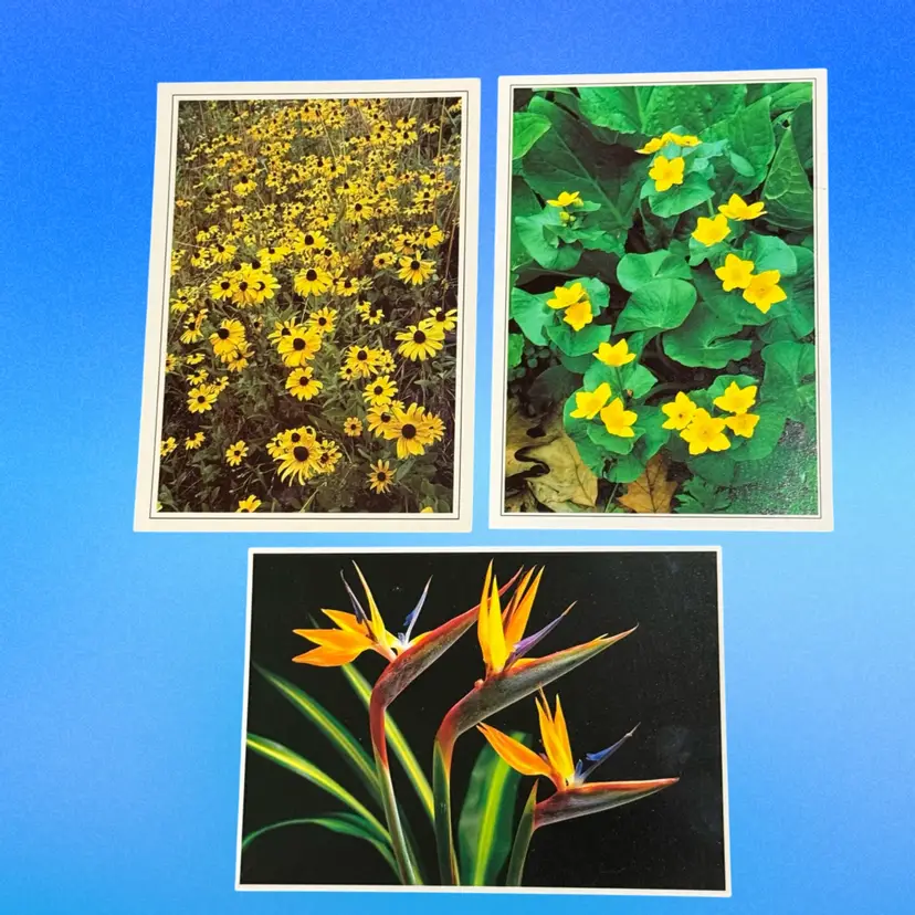 Lot/3 More Drops of Sunshine Vintage Floral Postcards, Unused