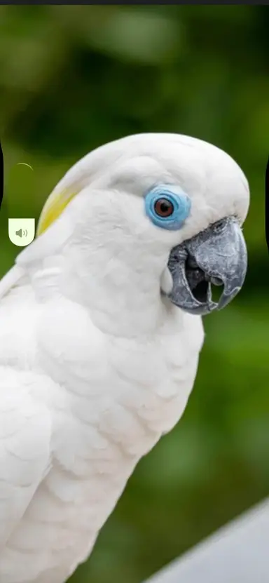 blueeyedbirdie