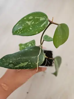 Hoya latifolia (reverted silver from Indonesia)