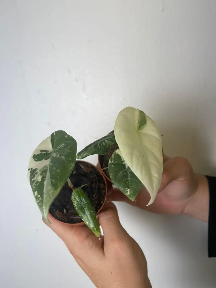 Alocasia maharani albo 3”