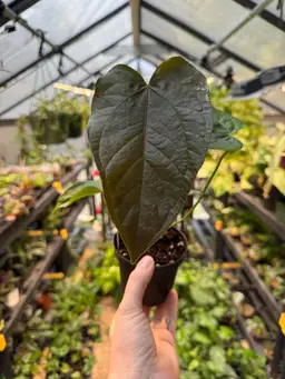 1110 | 4” Anthurium Queen of Hearts