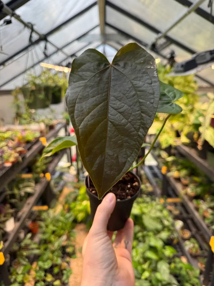 1110 | 4” Anthurium Queen of Hearts