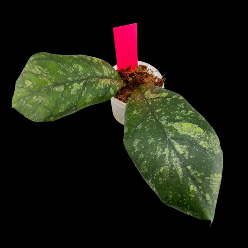Hoya AH0001 - lightly rooted