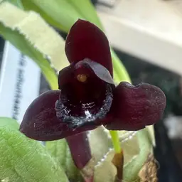 Maxillaria schunkeana