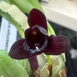 Maxillaria schunkeana