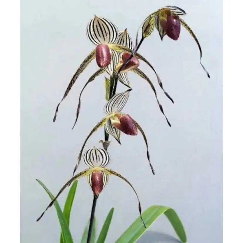 Paphiopedilum Lady Isobel